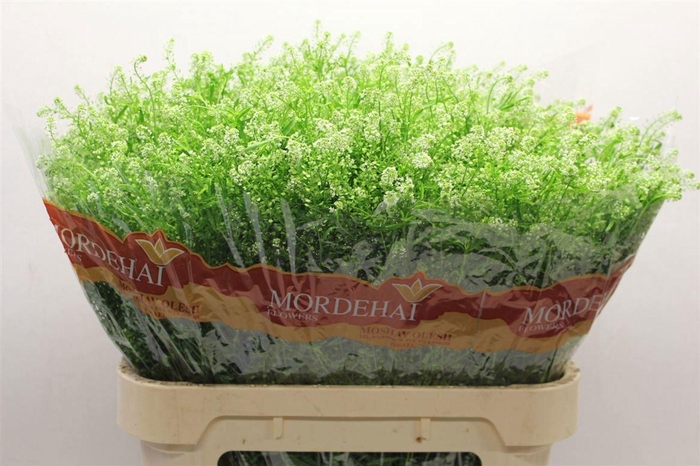 <h4>LEPIDIUM RUDER. 'GREEN BELL'</h4>