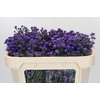 Aster Baby Parade
