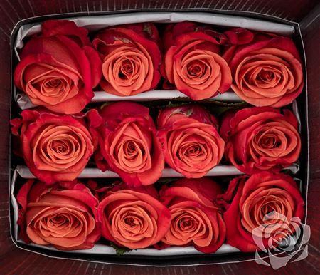 <h4>R Gr Orange Crush</h4>