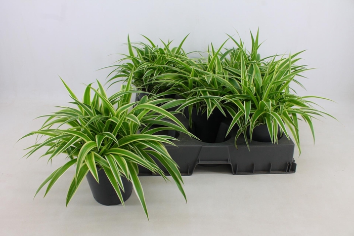 <h4>CHLOR COM OCEAN</h4>