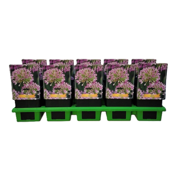 <h4>Allium  'Millenium'</h4>