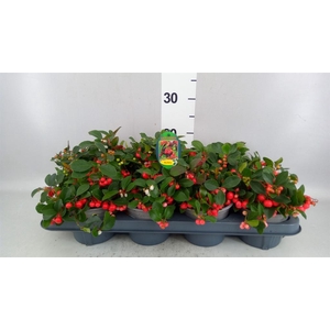 Gaultheria proc. 'Big Berry'