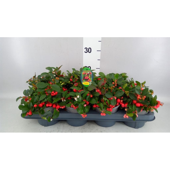 <h4>Gaultheria proc. 'Big Berry'</h4>