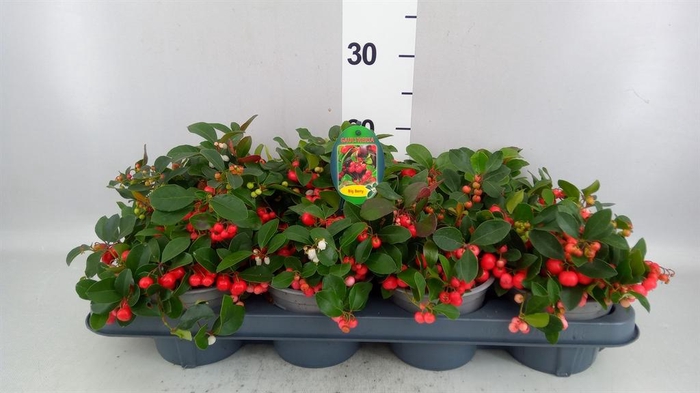 Gaultheria proc. 'Big Berry'