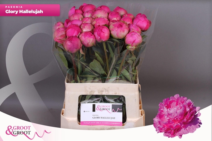 <h4>Paeonia Glory Hallelujah</h4>