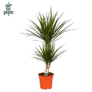 Dracaena Marginata p17, 30+10