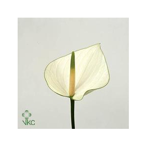 Anthurium snowy