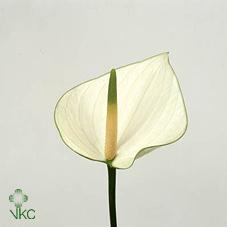 <h4>Anthurium snowy</h4>