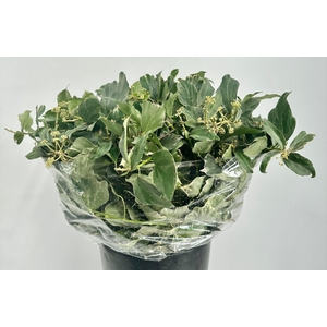 Ivy Varigated Per Bunch