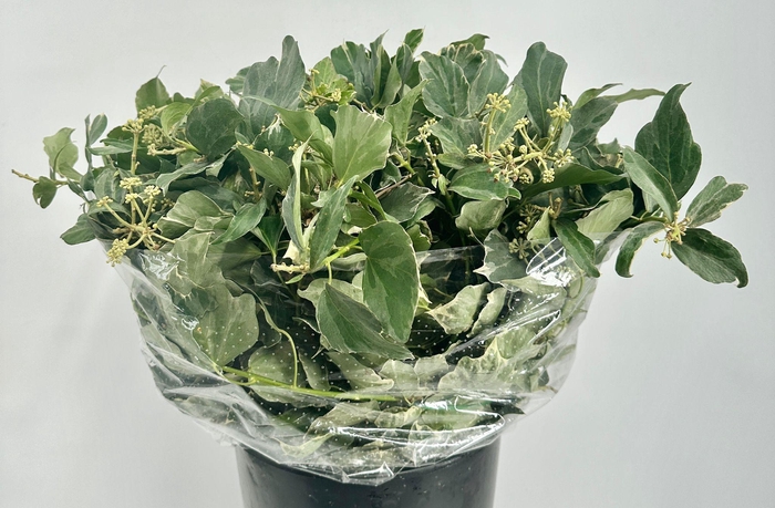 <h4>Ivy Varigated Per Bunch</h4>