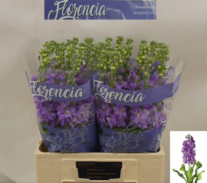 <h4>MATTHIOLA INCANA 'FIGARO LAVENDER'</h4>