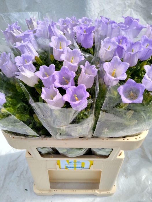 <h4>CAMP M CHAMPION LAVE</h4>