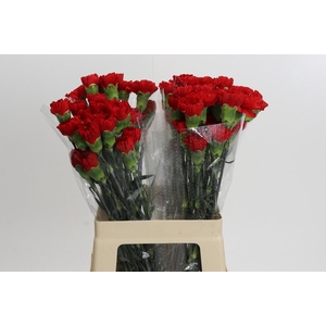 Dianthus St Don Pedro