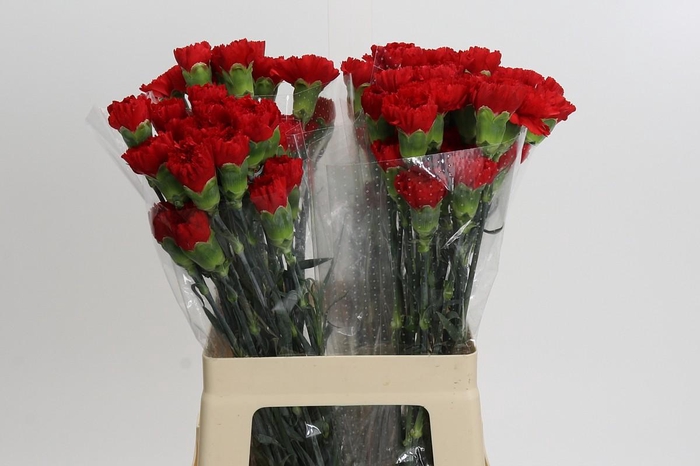 <h4>Dianthus St Don Pedro</h4>