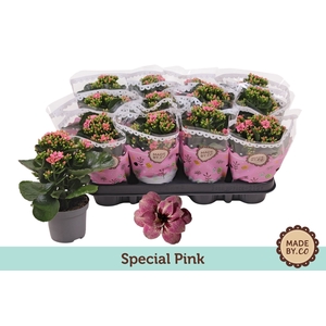 Kalanchoe Serenity Apricot