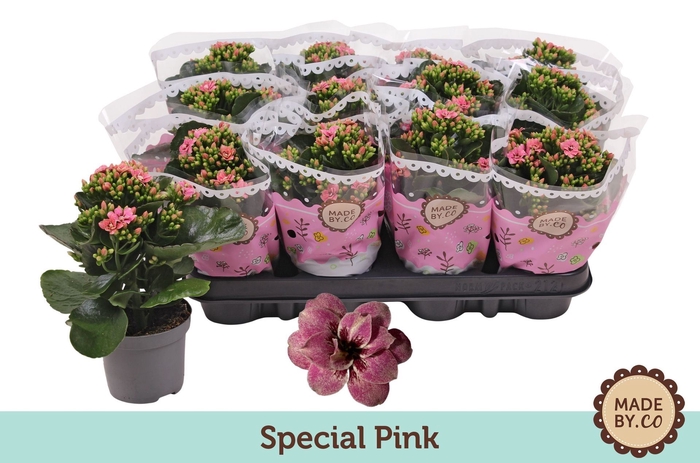 <h4>Kalanchoe Serenity Apricot</h4>