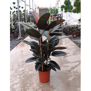 Ficus overig gemengd 3 soorten