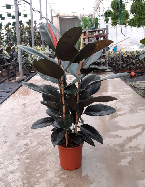 <h4>Ficus overig gemengd 3 soorten</h4>