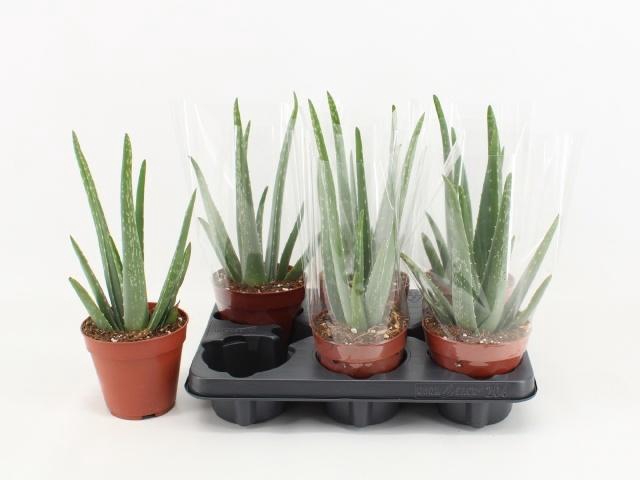 <h4>ALOE VERA</h4>
