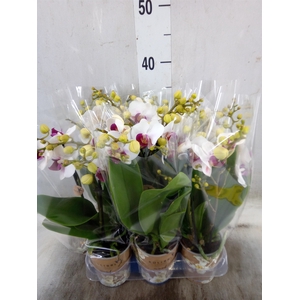 Phalaenopsis multi. 'FC Safe Haven'