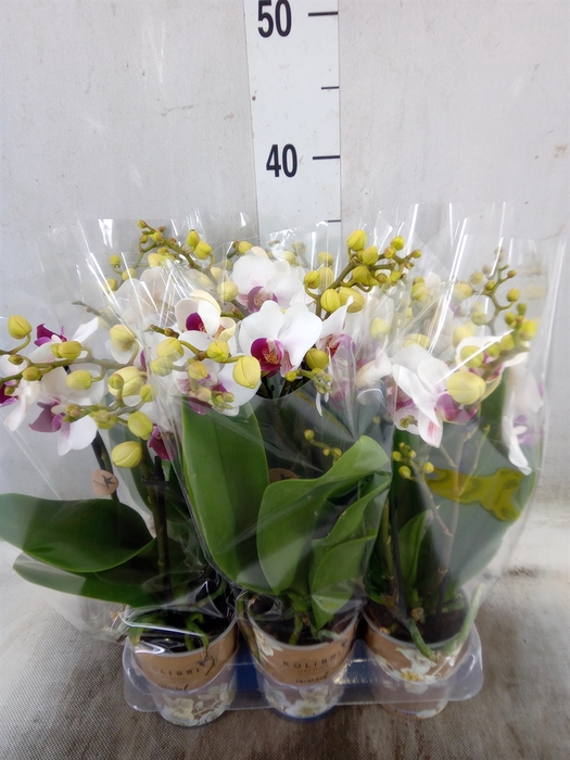 <h4>Phalaenopsis multi. 'FC Safe Haven'</h4>
