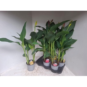 CANNA CANNOVA GEM