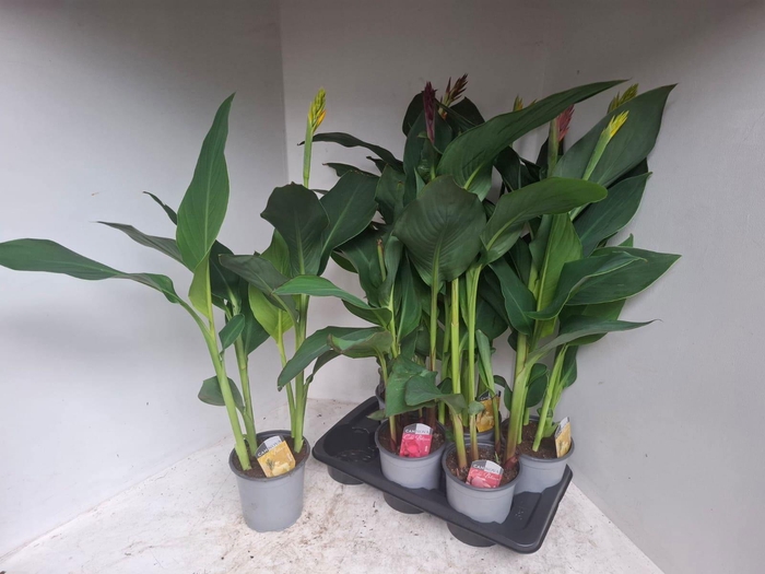 <h4>CANNA CANNOVA GEM</h4>