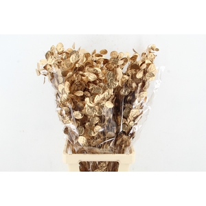 DF Lunaria Bs Antique Gold