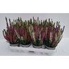 Calluna Beauty Ladies trio