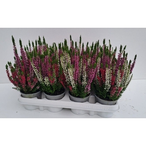 Calluna Beauty Ladies trio