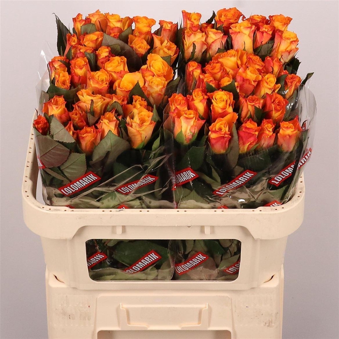 <h4>R Gr Marie-claire!</h4>