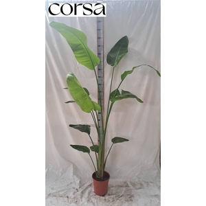 STRELITZIA NICOLAI P24 210CM