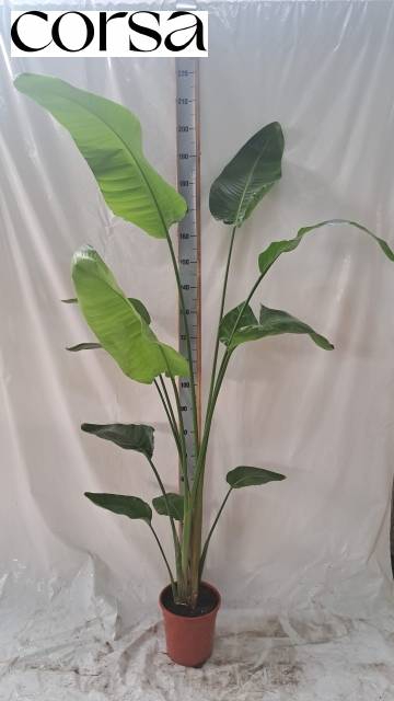 <h4>STRELITZIA NICOLAI P24 210CM</h4>