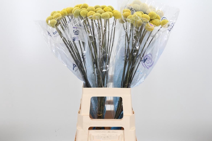 <h4>Craspedia Paint Pop</h4>