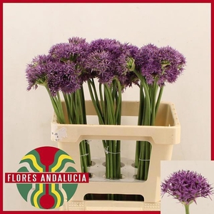 ALLIUM VIOLET BEAUTY