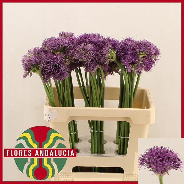 <h4>ALLIUM VIOLET BEAUTY</h4>