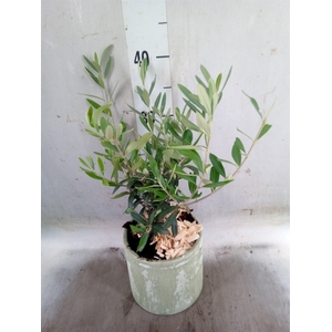 Arr.   Tuinplanten H%