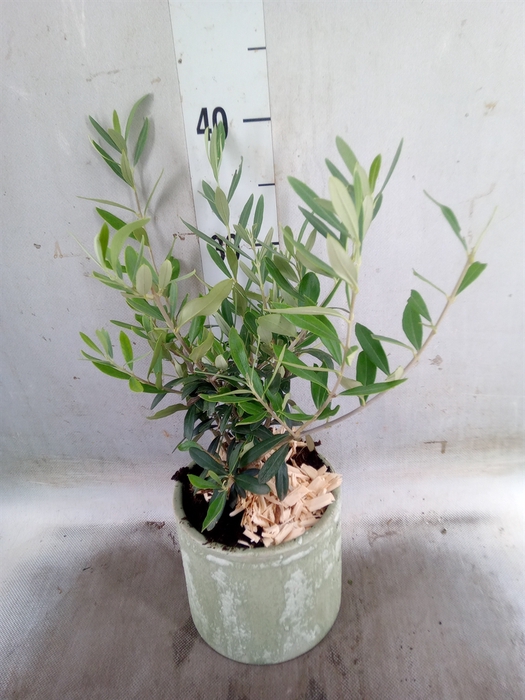 <h4>Arr.   Tuinplanten H%</h4>