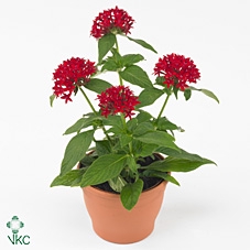 Pentas lanceolata 'Panic Red'