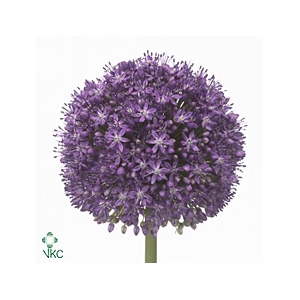 Allium Ambassador