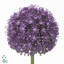 <h4>Allium Ambassador</h4>