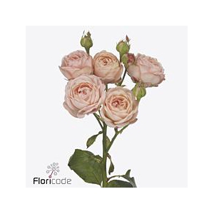 Rosa spray britney