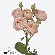 <h4>Rosa spray britney</h4>