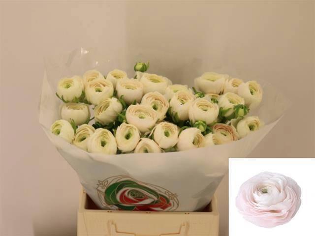 <h4>RAN SU HANOI</h4>