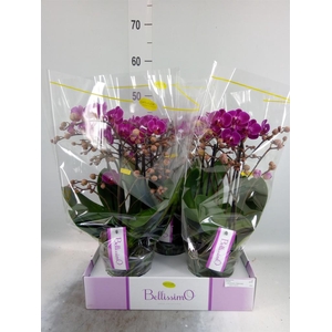Phalaenopsis multi.   ...lilac