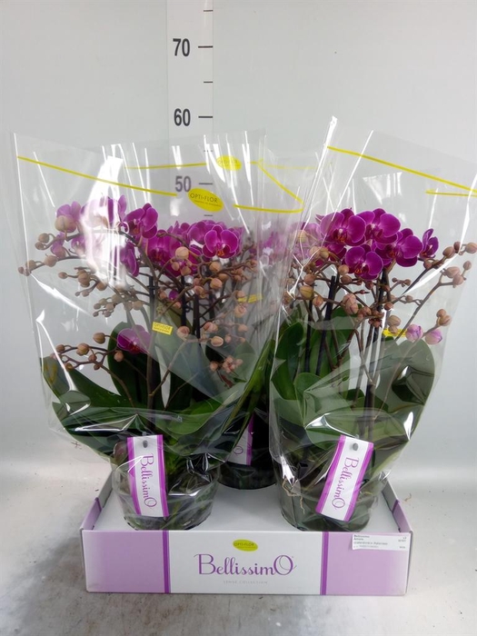 <h4>Phalaenopsis multi.   ...lilac</h4>