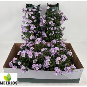 BACOPA OV