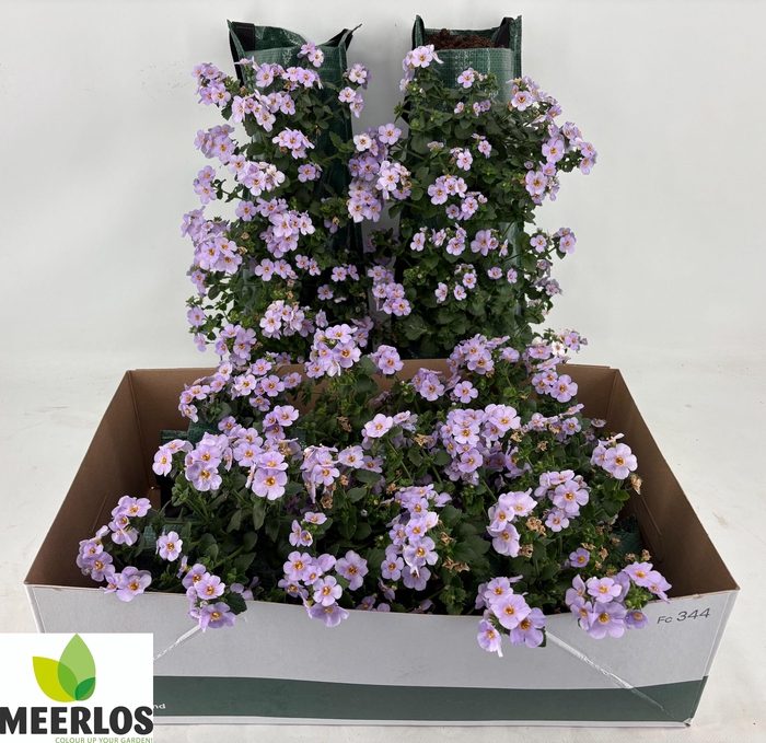 <h4>BACOPA OV</h4>