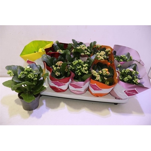 arr8 Kalanchoe Double Deluxe Mix