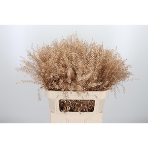 Lepidium Kl Bh Antiek Goud